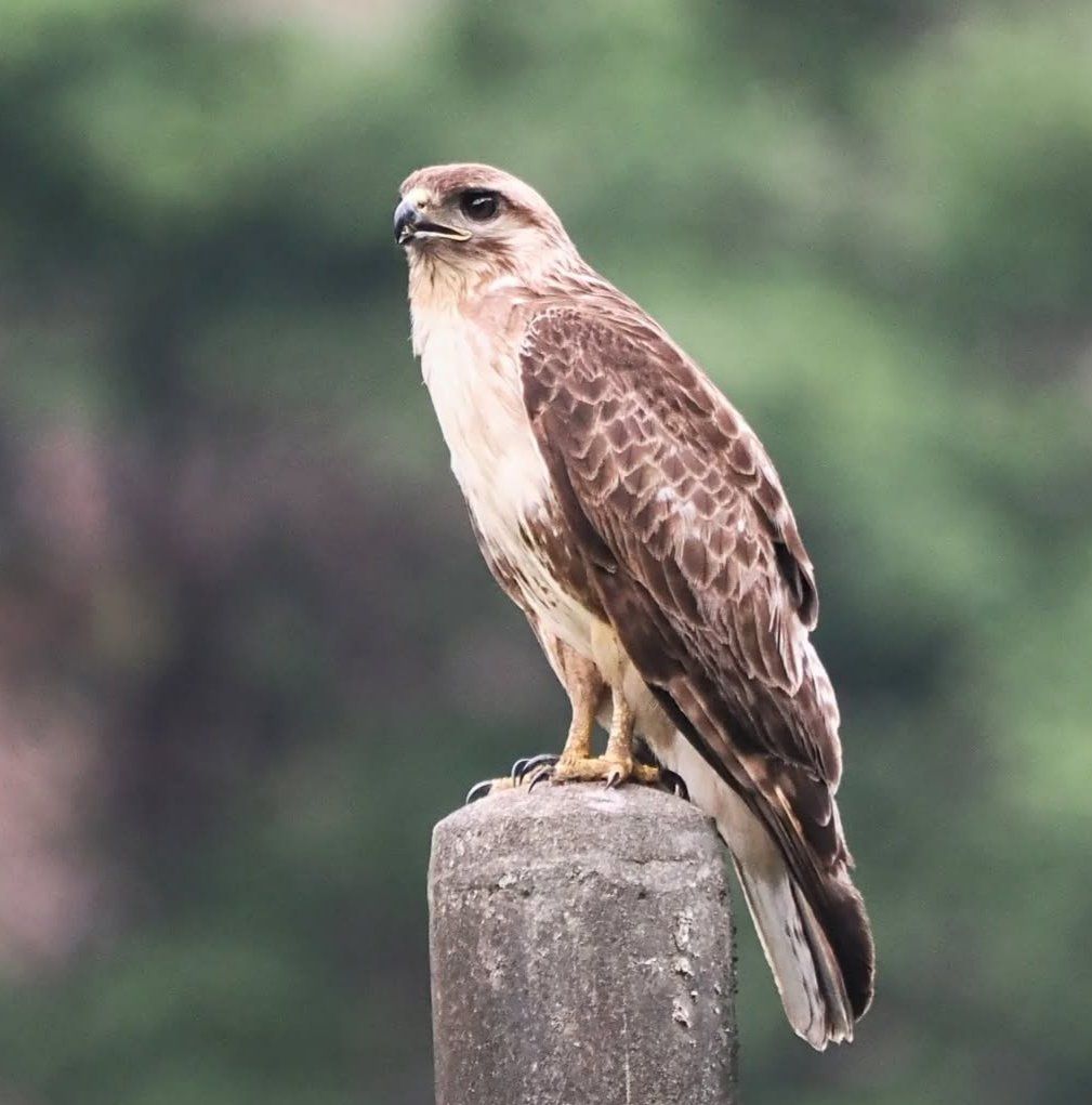 The Red-Tailed Hawk Bird