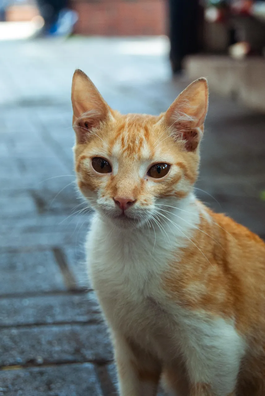 Gatita-7.jpg