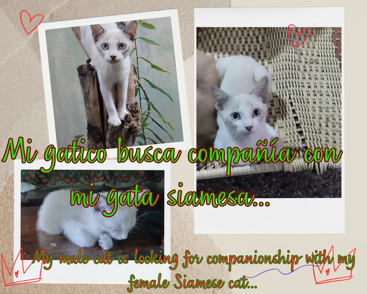 Collage de Fotos de Mascotas Feliz Cumpleaños Papel Rasgado Beige (1).png