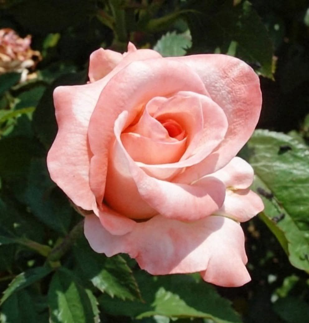 Hybrid Tea Rose Flower