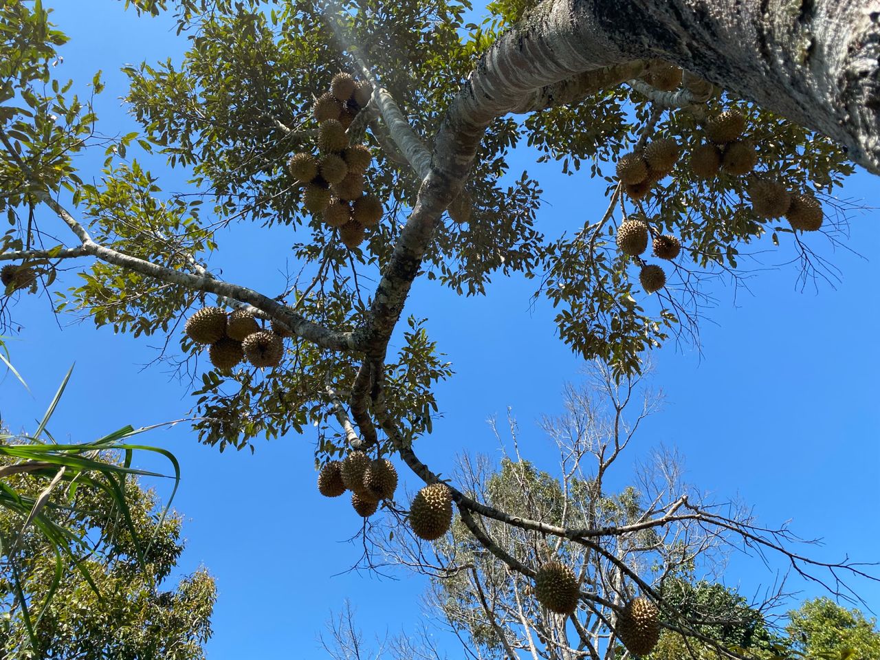 Durian Trees That Have Beared Fruit Will Soon Be Harvested
