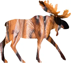 shasta2022april30th47mymoose804io.png