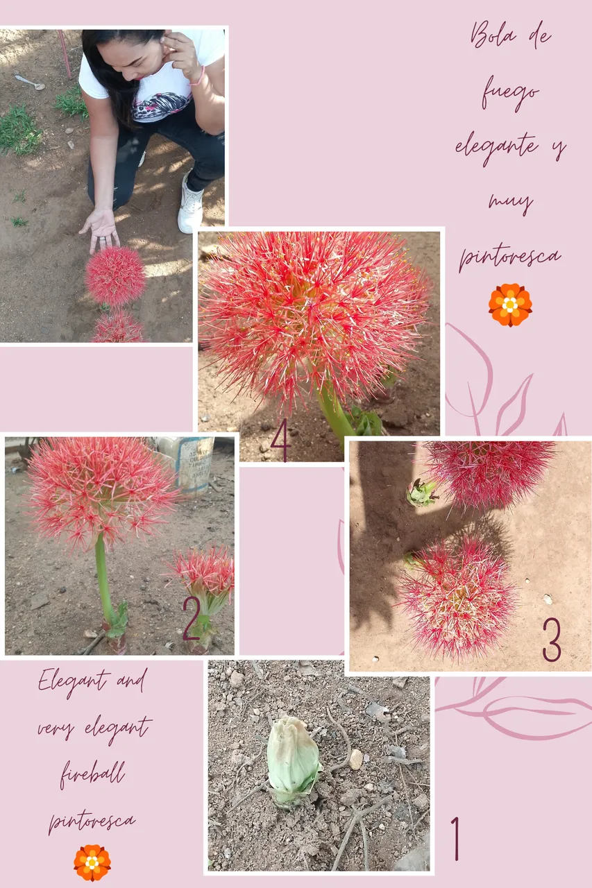 Bola de fuego._20240526_232310_0000.png