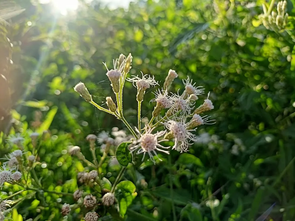 $1