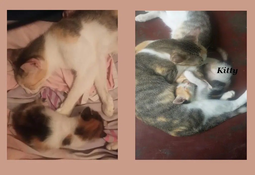 chiki baby y bebes.jpg