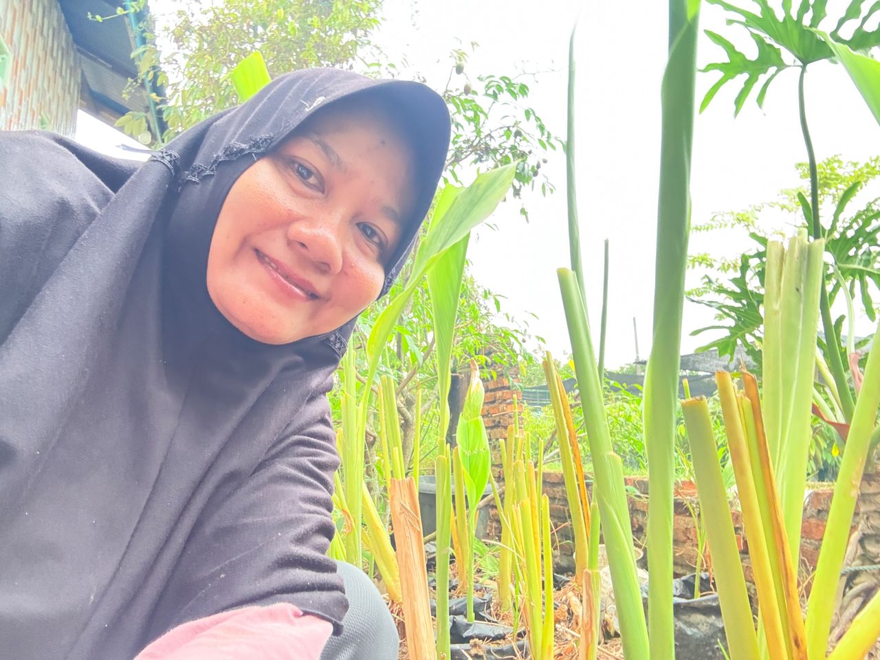 sharing experiences on how to care for turmeric in polybags