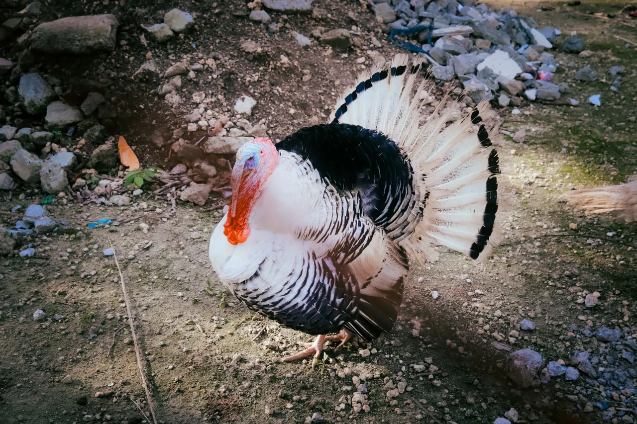 IMG_7792.jpg