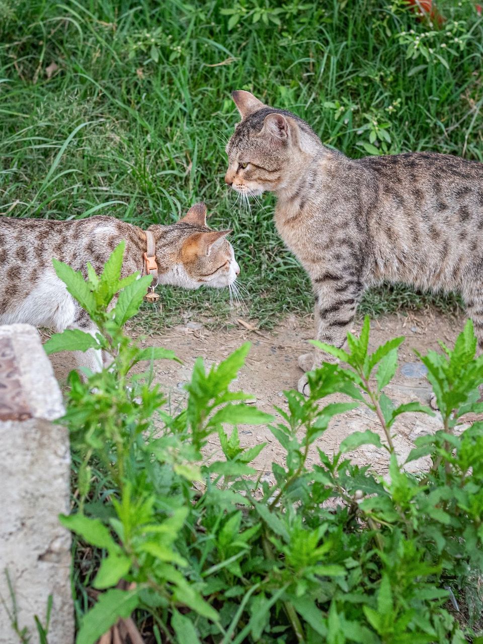 DSC_6227-3.JPG