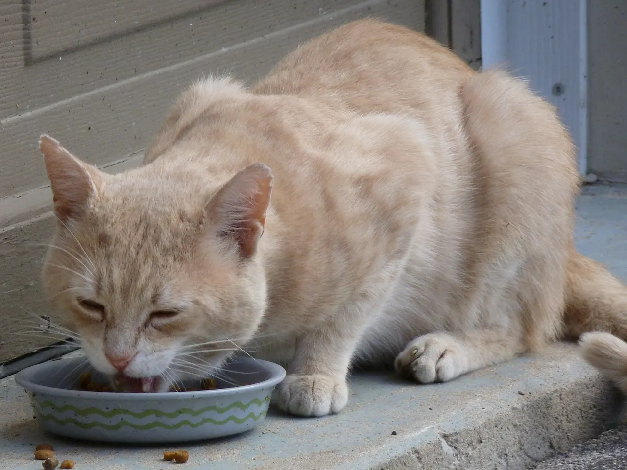 cat433017_1920.jpg