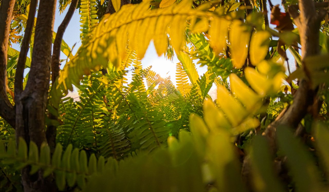 The Texture Of Ferns