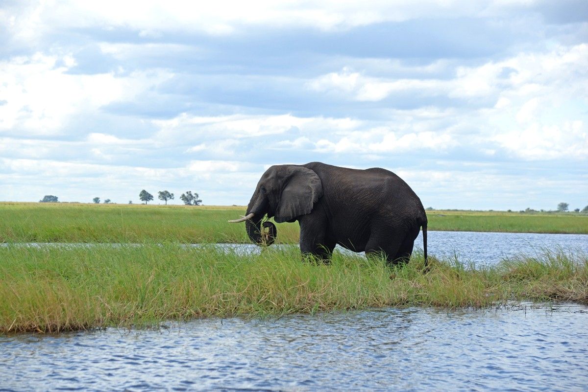 📸 PhotoFeed Contest - Wildlife Photography #167 : One among a hundred of Chobe's elephants