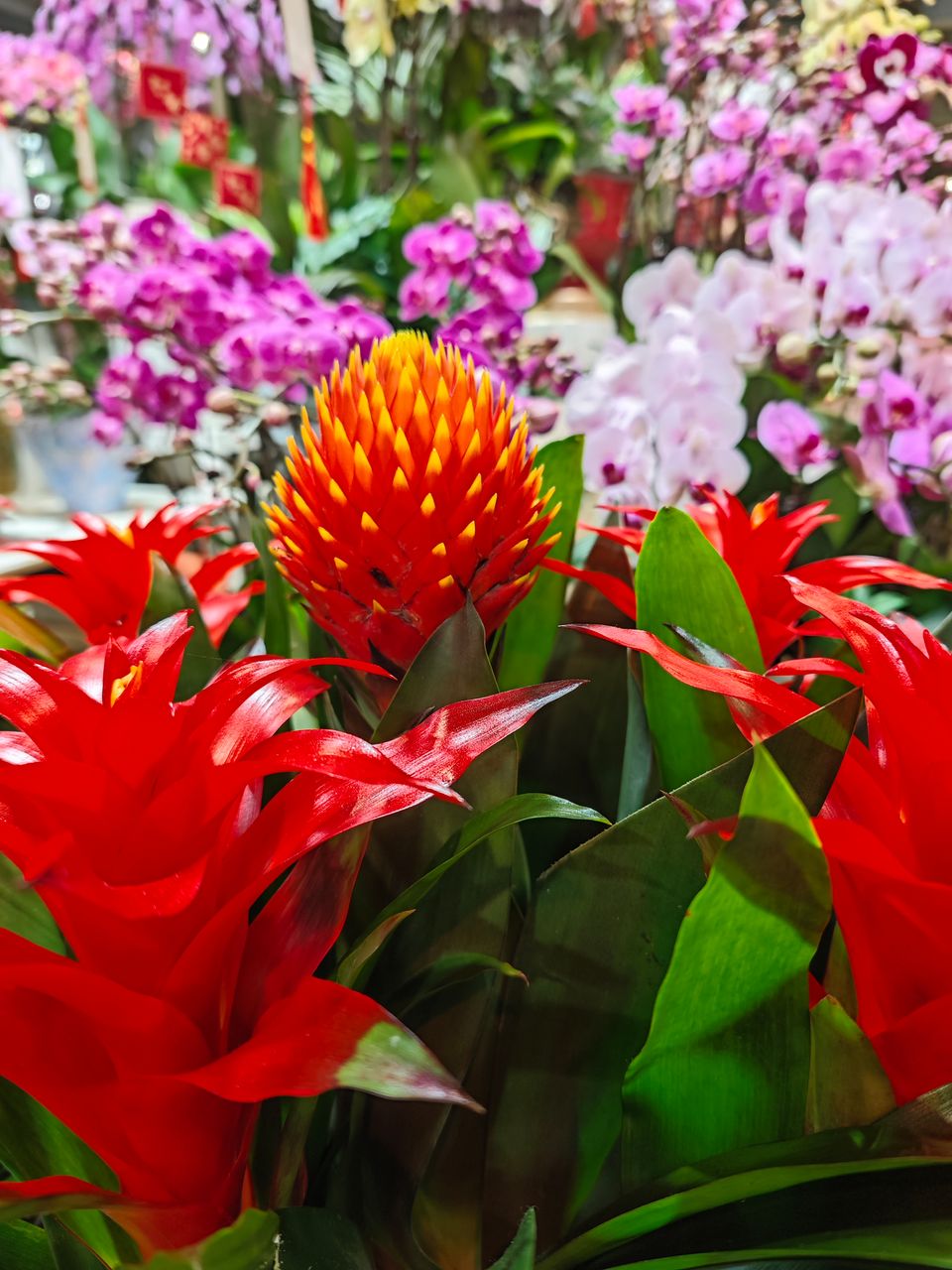 逛花市