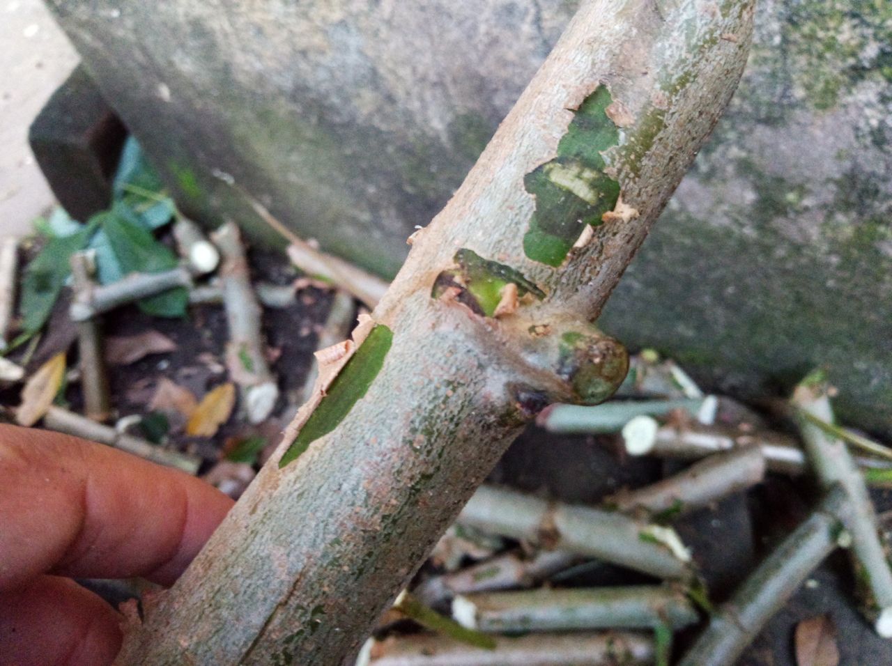 IMAG0080.jpg