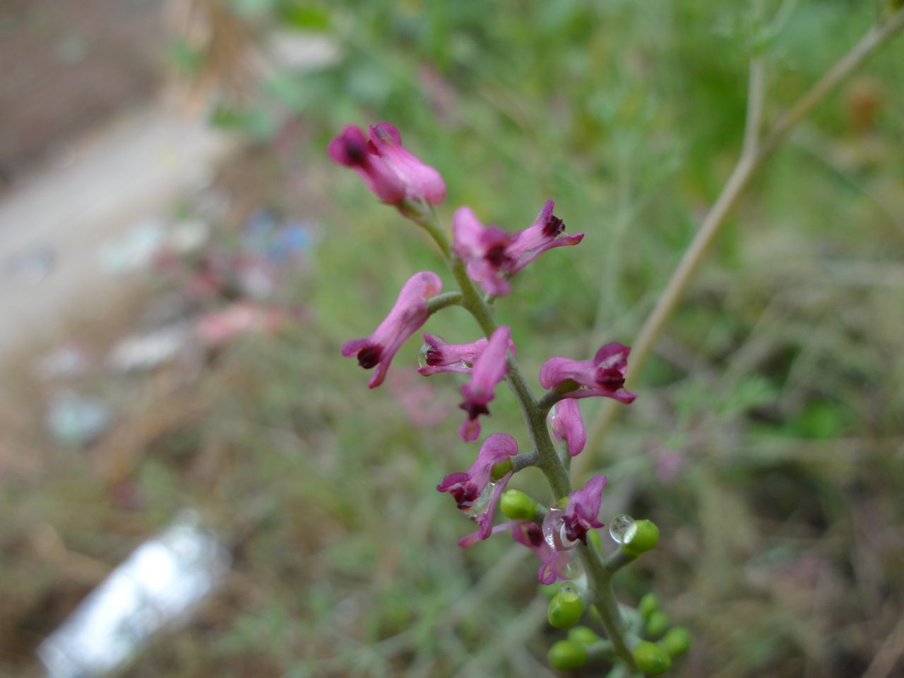 DSC01116.JPG