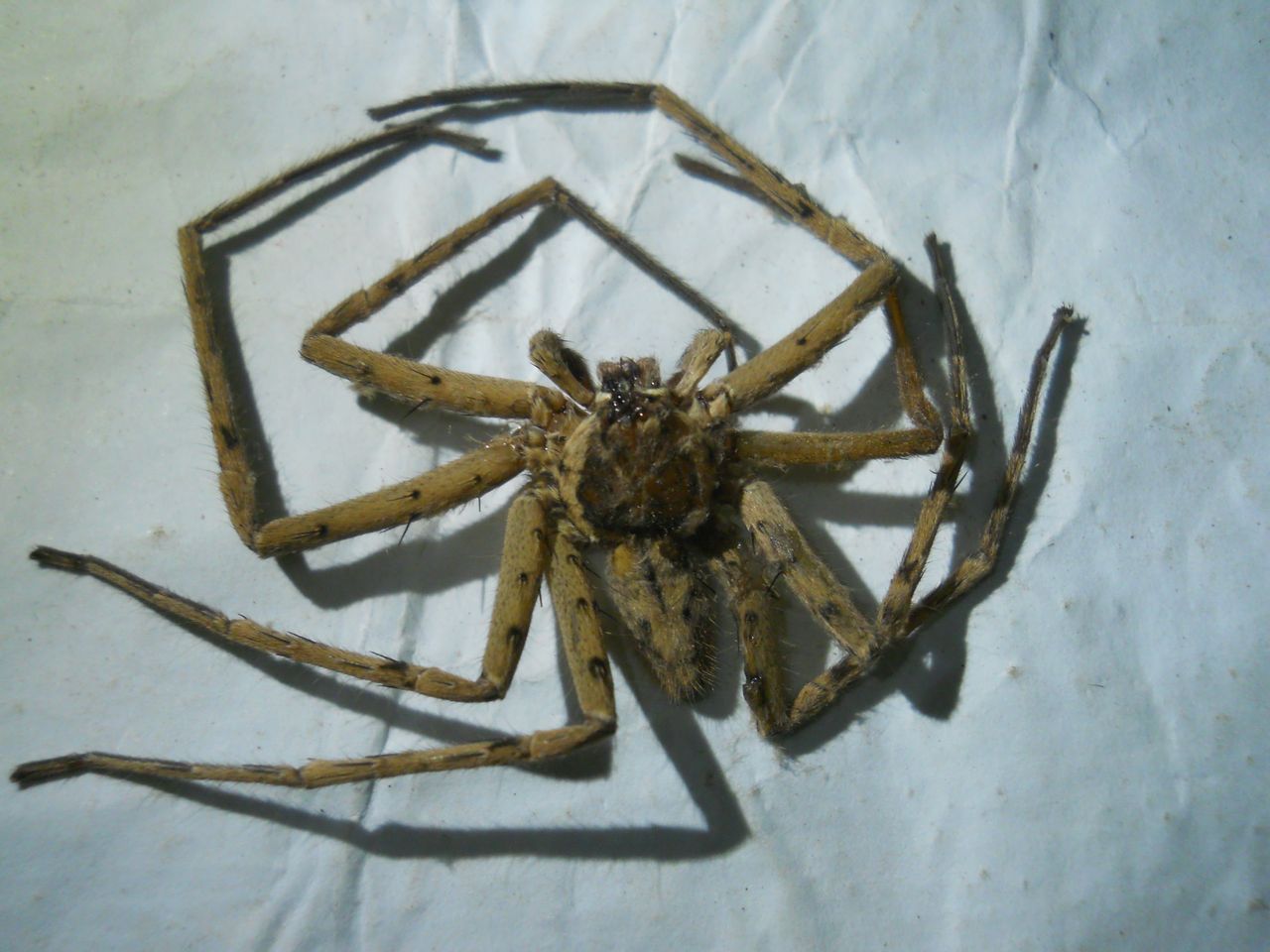 DSCN3852.JPG