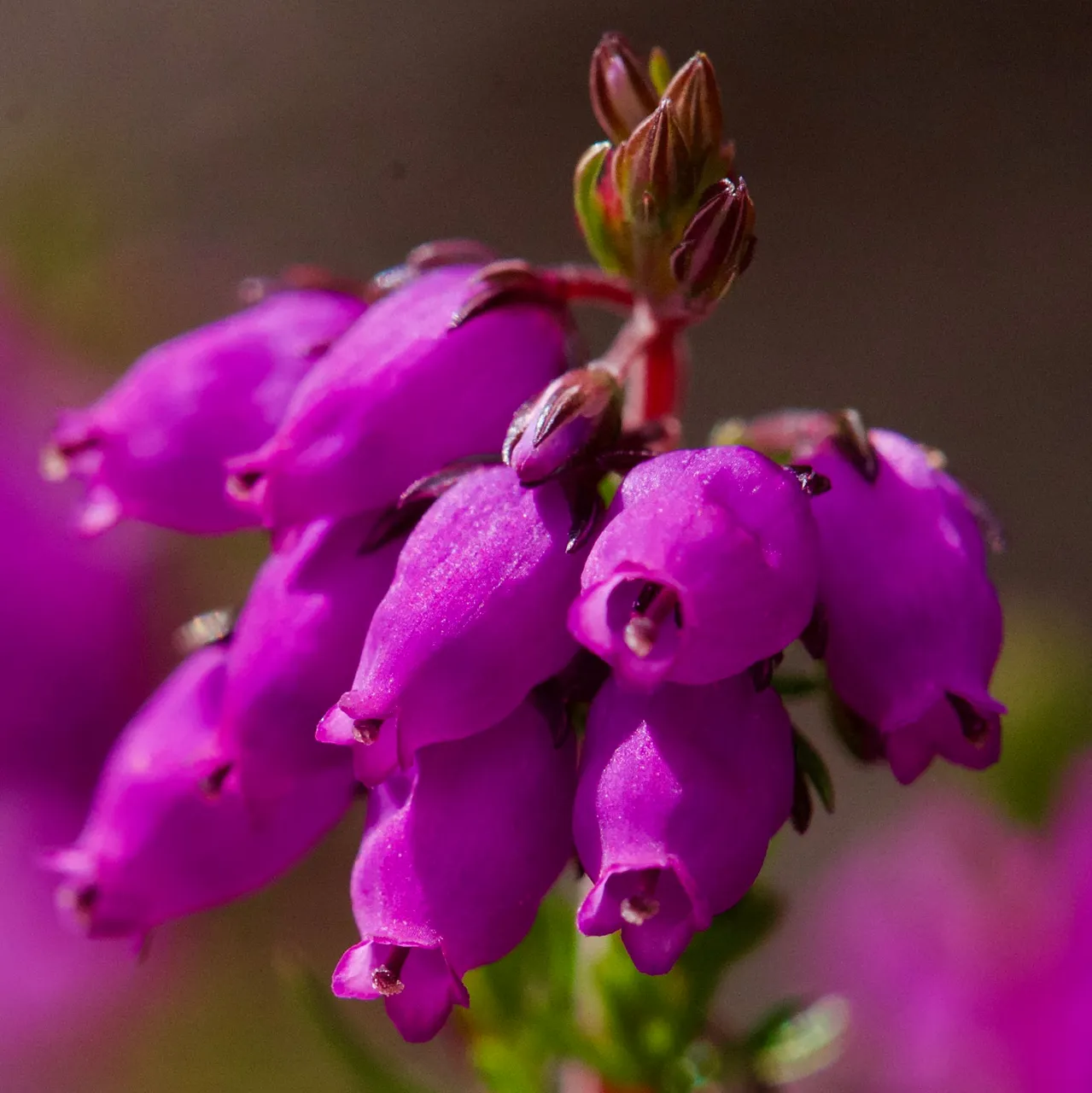 DSC_5891.jpg
