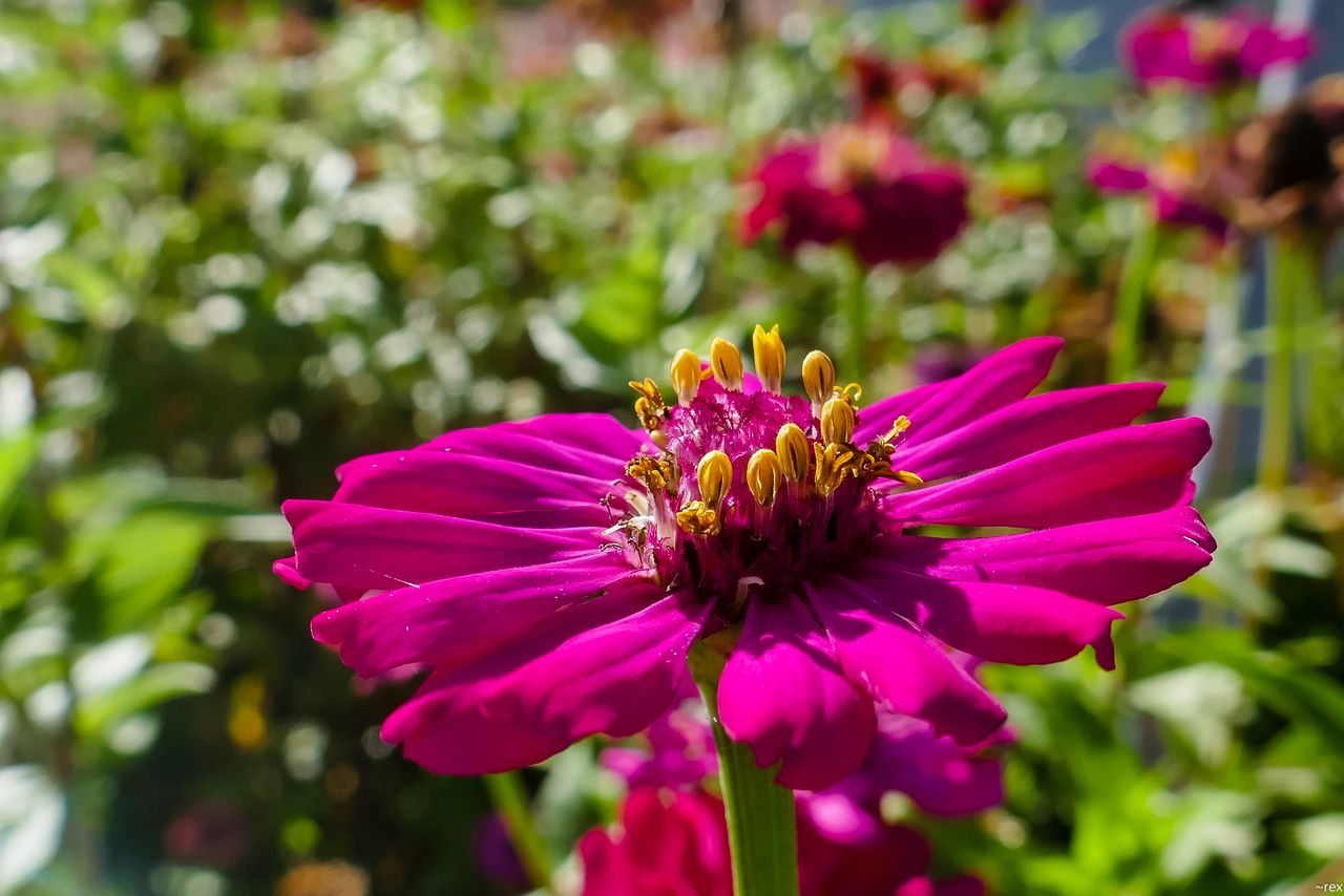 P1080734.jpg