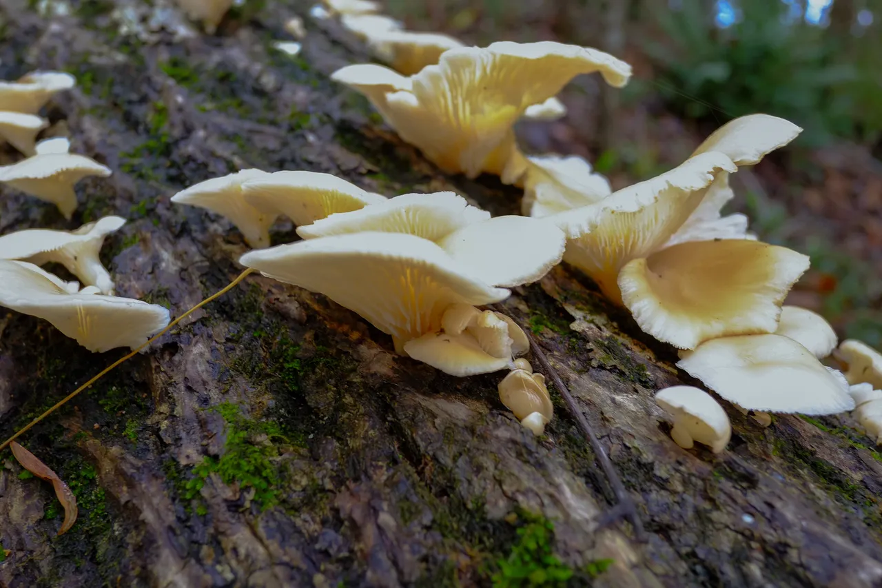DSCF1258.jpg