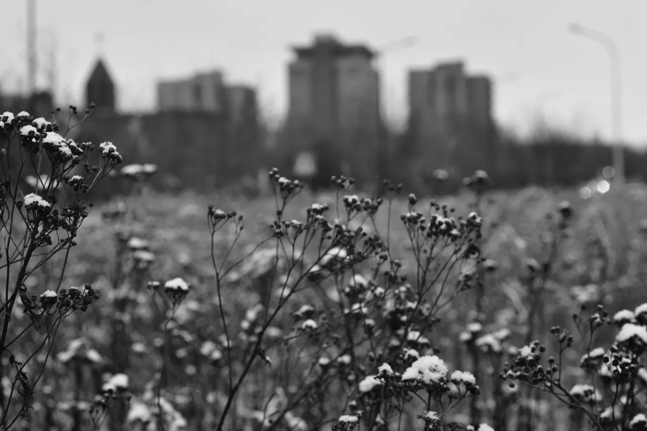 DSC_3359.jpg