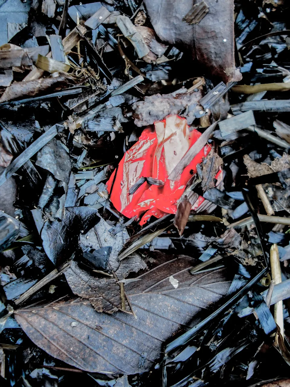 DSCF3246.jpg