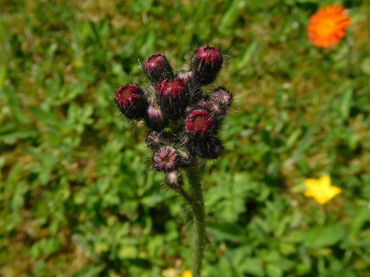 DSCN1618.JPG