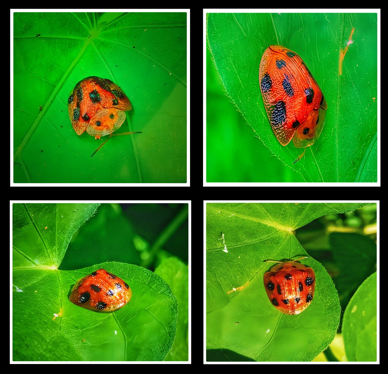 4 Unique Facts About Ladybugs
