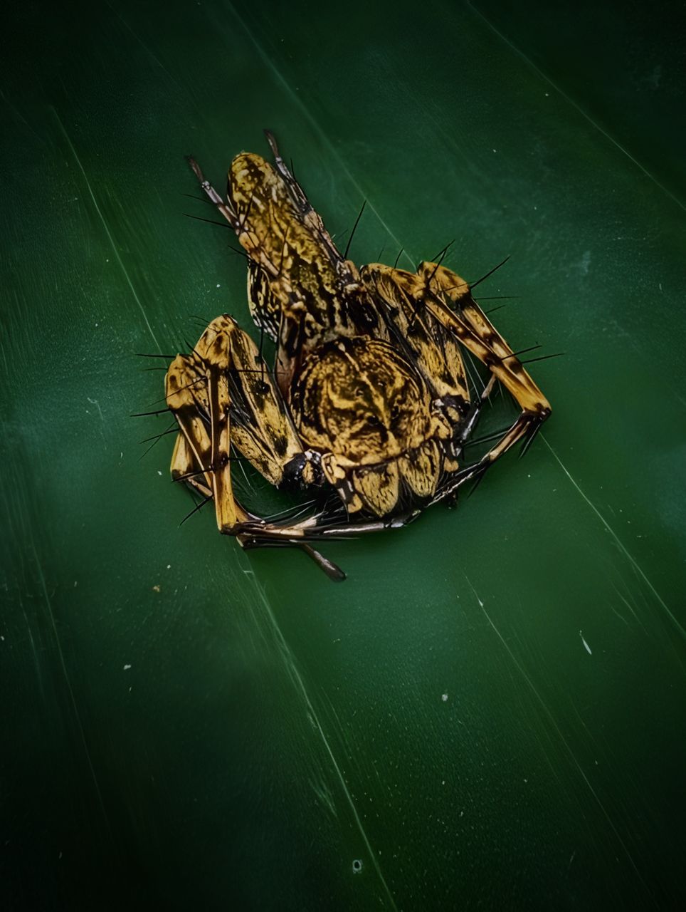 PhotoFeed Contest - Wildlife Photography Round 153: Golden Spider