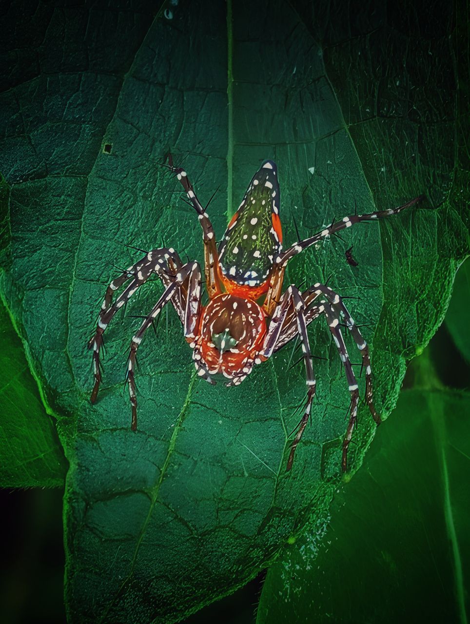 Wildlife Photography: Small Spider