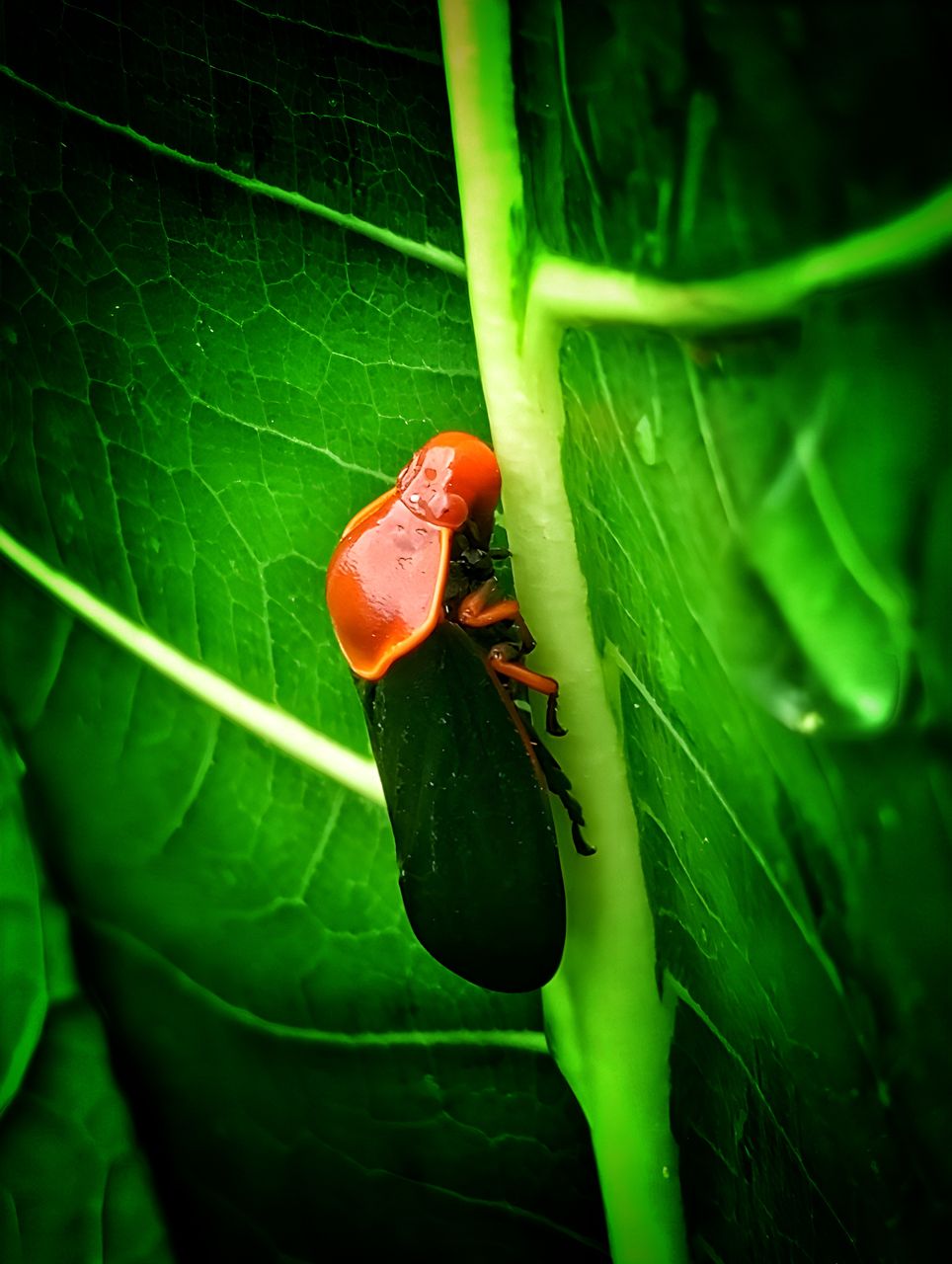 (4) End-of-Year Photo Collection: Wildlife Photography