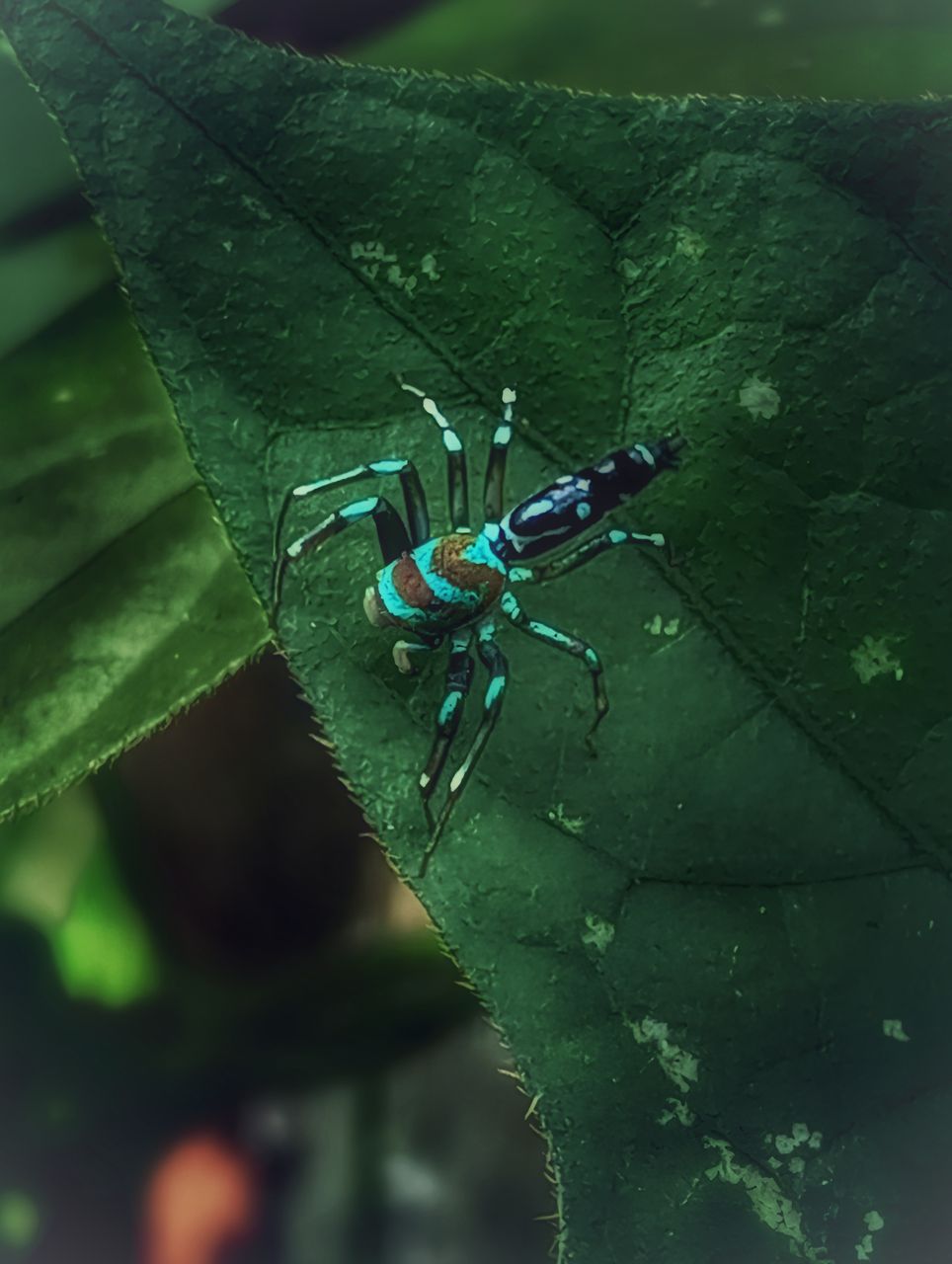 A Unique Small Spider: Photofeed Contest - Wildlife Photography ~ 153