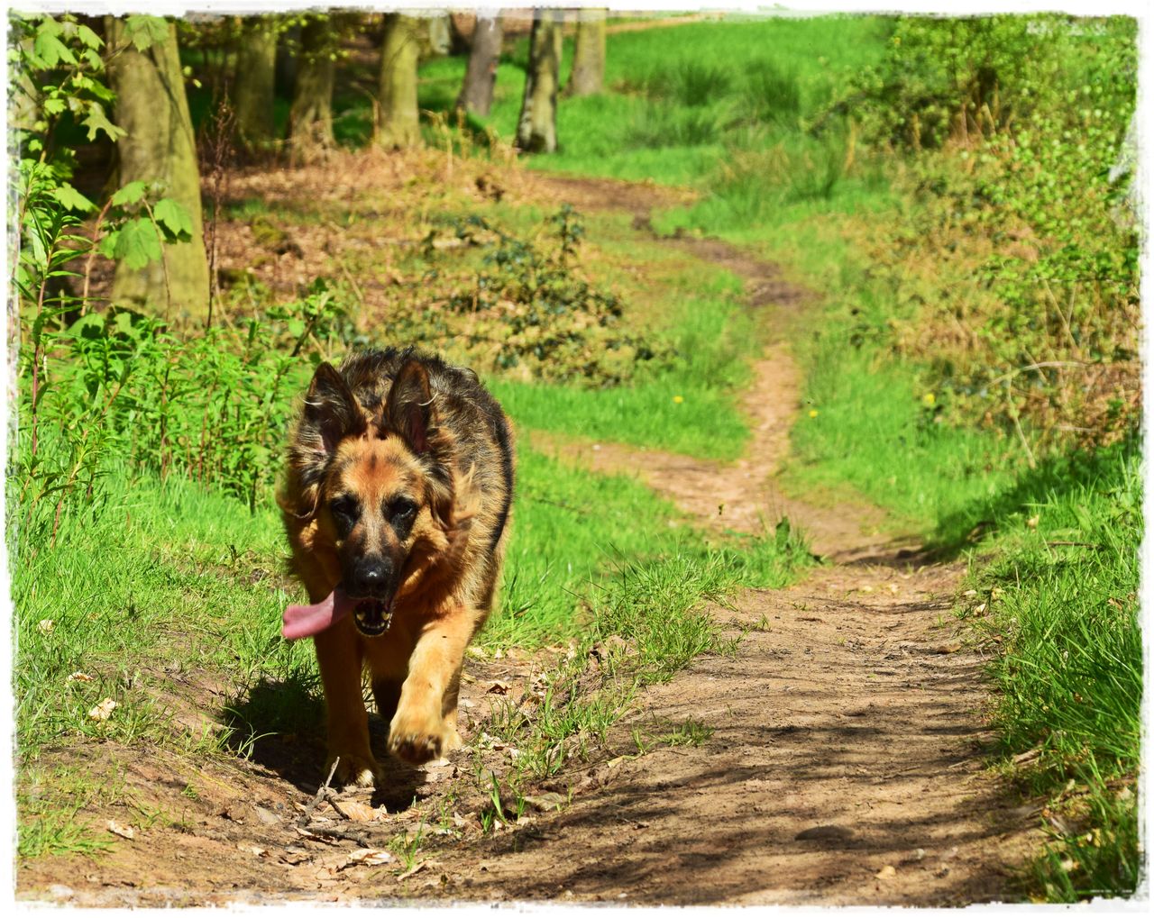 sasha woods4.JPG