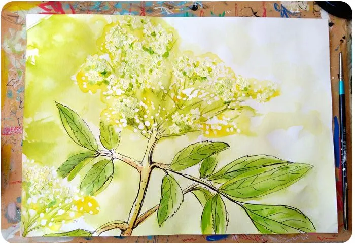 elderflowers.jpg