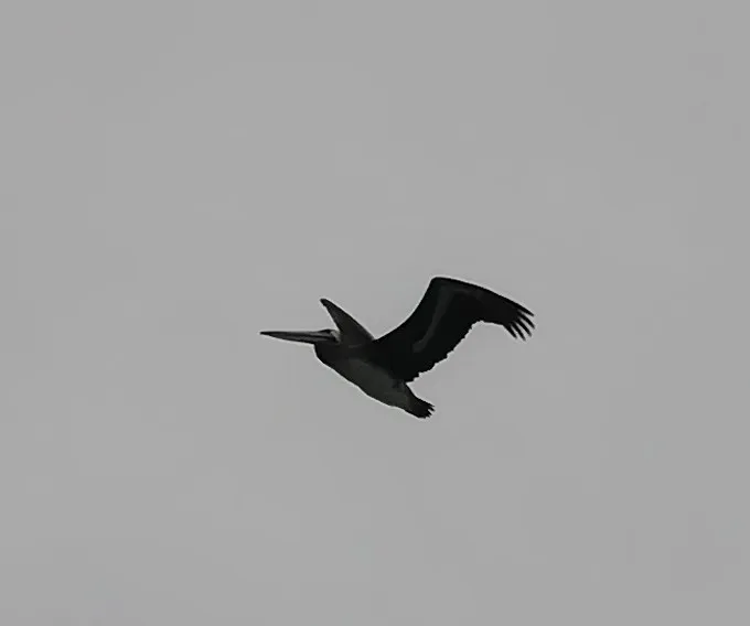 IMG_20190728_160539.jpg