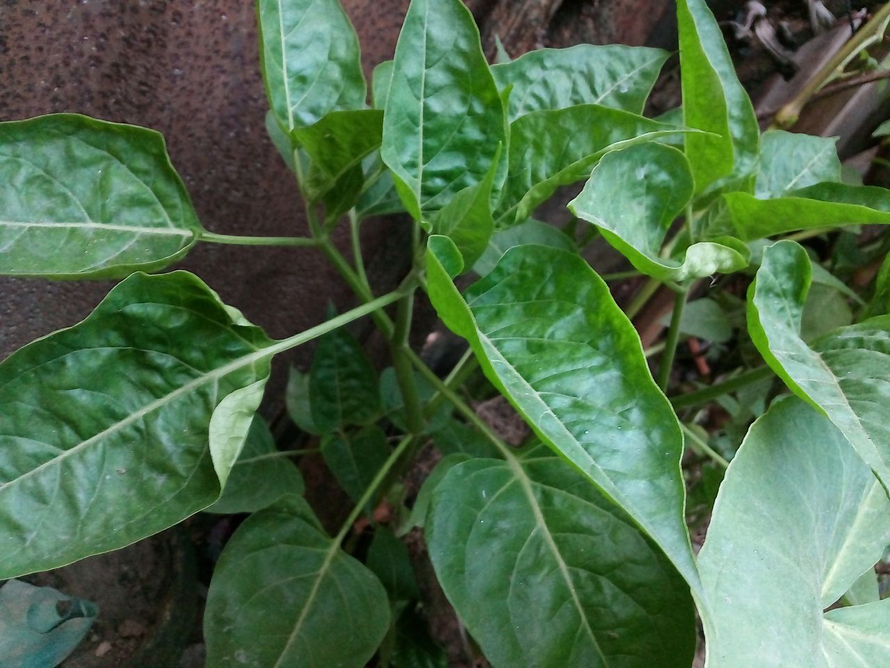 IMG_20200803_181718.jpg