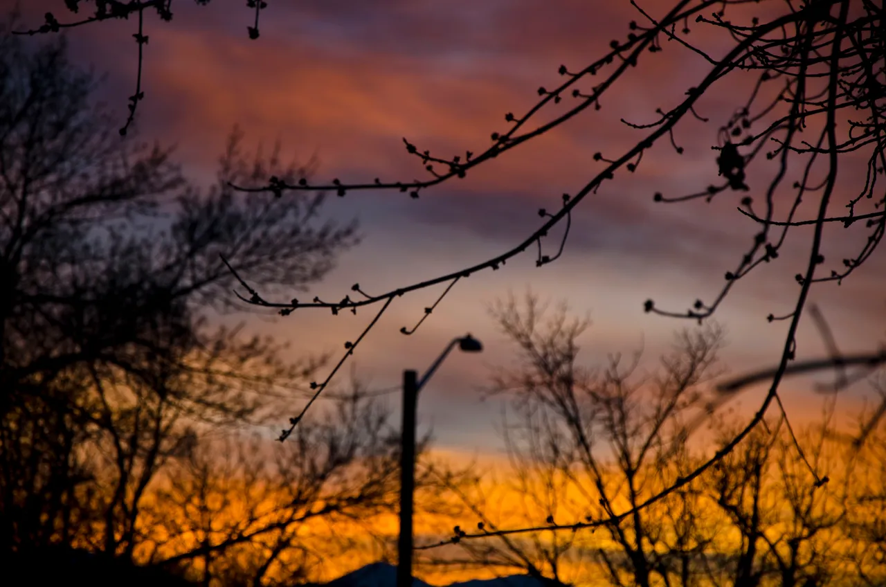 Fire sky and sticks.JPG