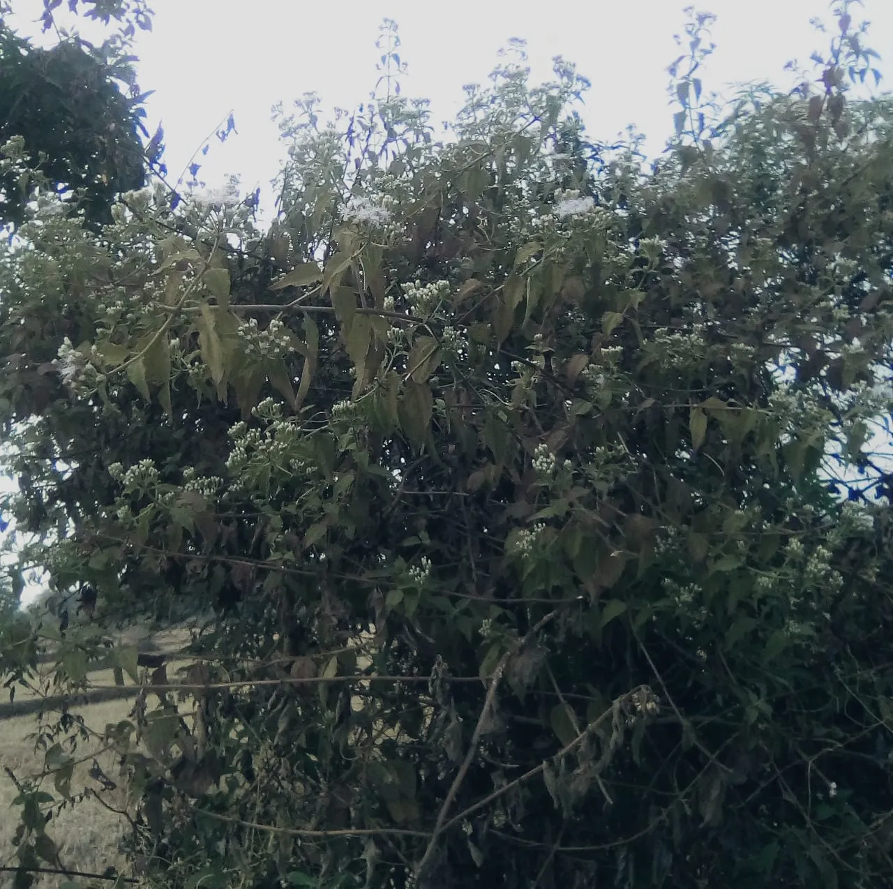 IMG-20181214-WA0004.jpg
