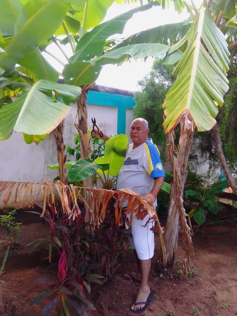 planta de platano 2.jpg