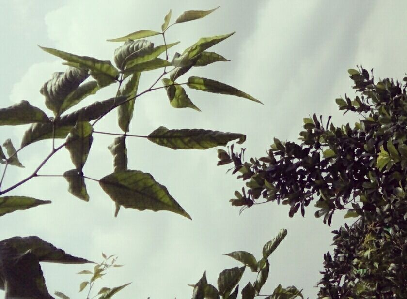 IMG_20180808_130109.jpg