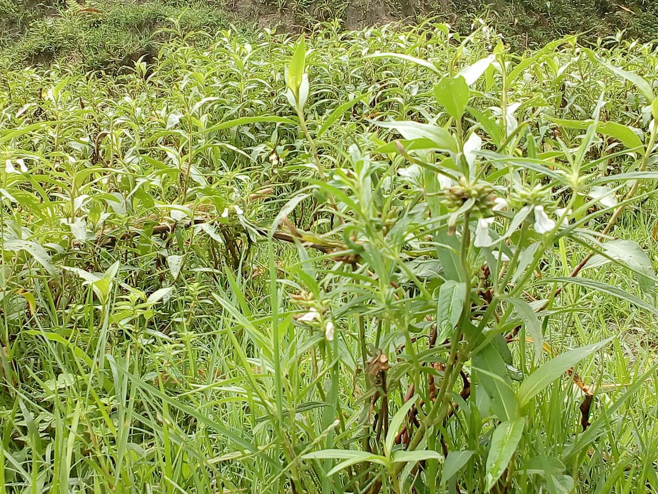 IMG_20180703_102614.jpg