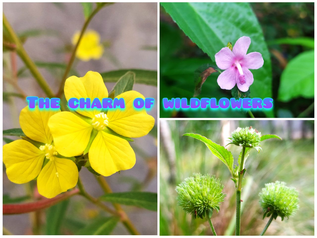 A truly amazing discovery, wildflowers have an extraordinary charm of beauty.