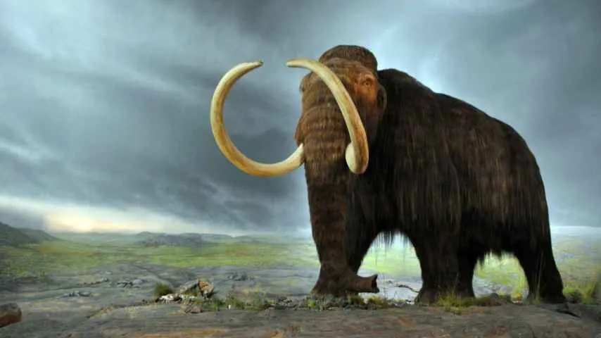 Mamut