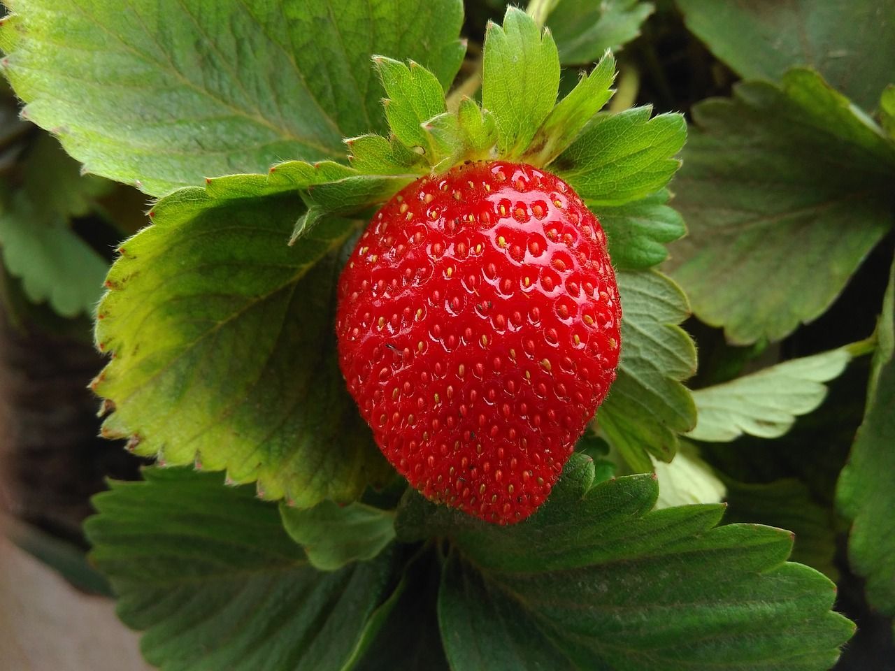 main_image