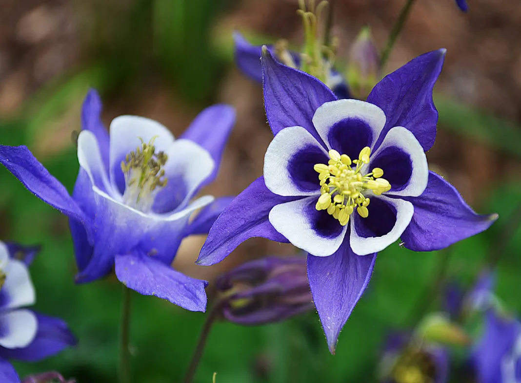 FLOR EXOTICA aGUILEÑAS.jpg