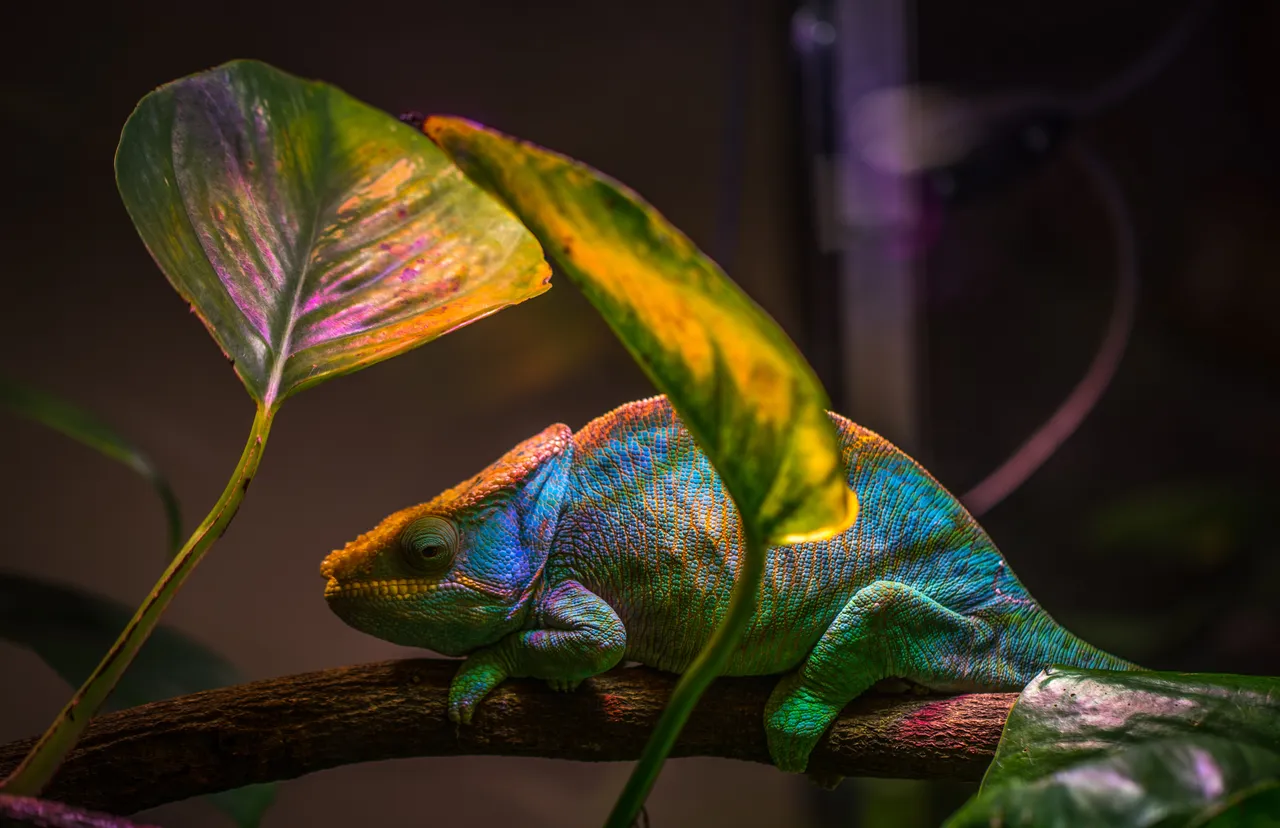 animal-beautiful-bright-751689.jpg