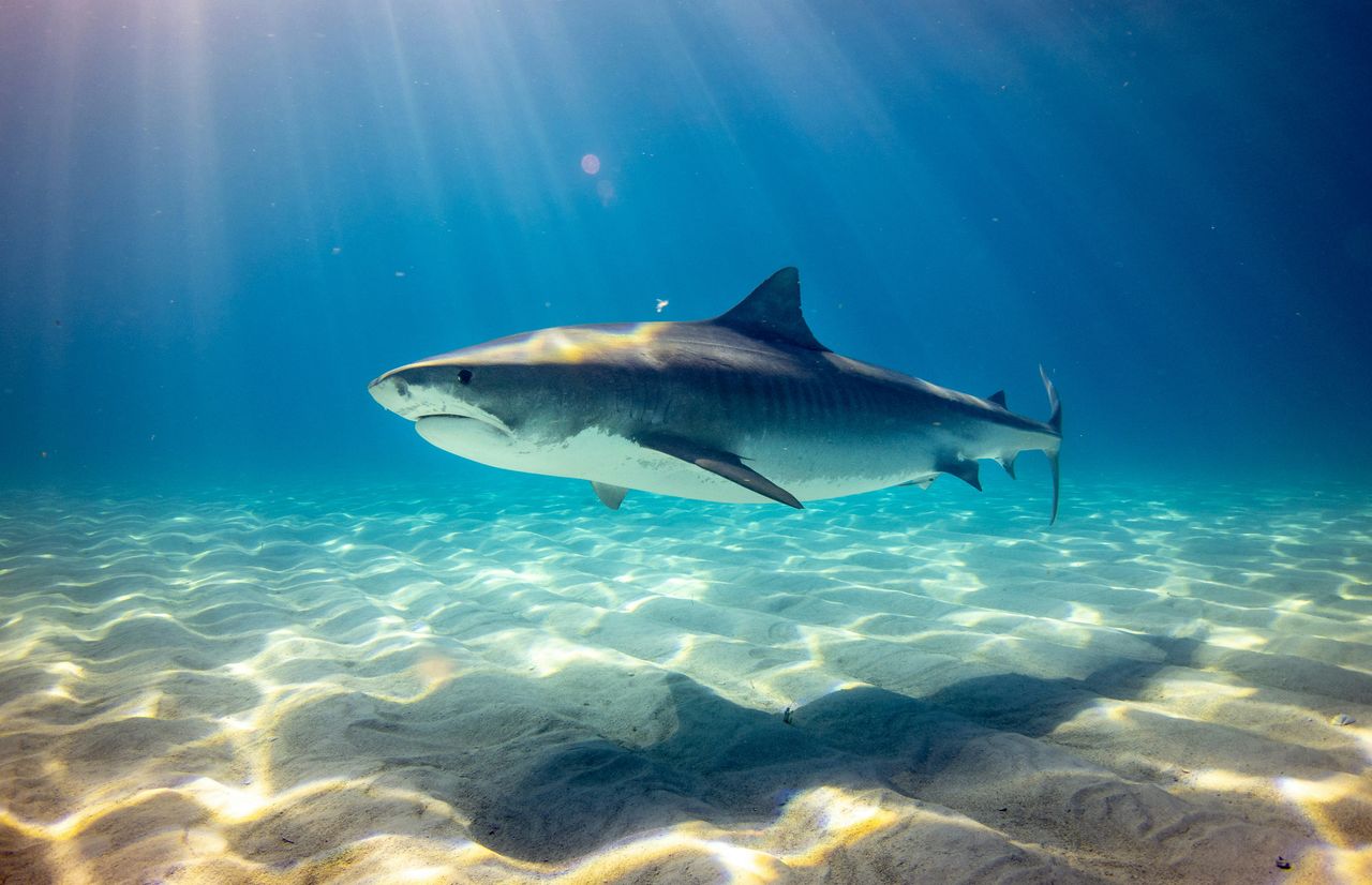 Vegetarian Shark || a five minute prompt 