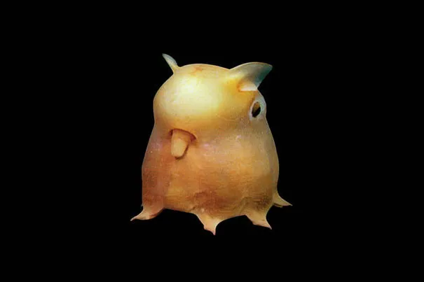 strange-animals-you-didnt-know-7-1.jpg