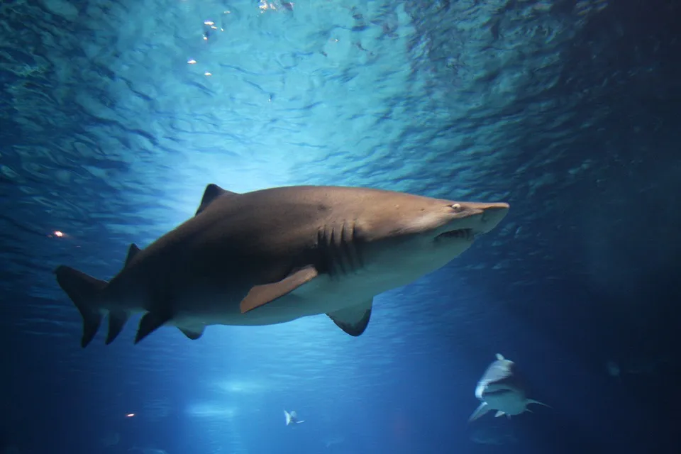 Shark