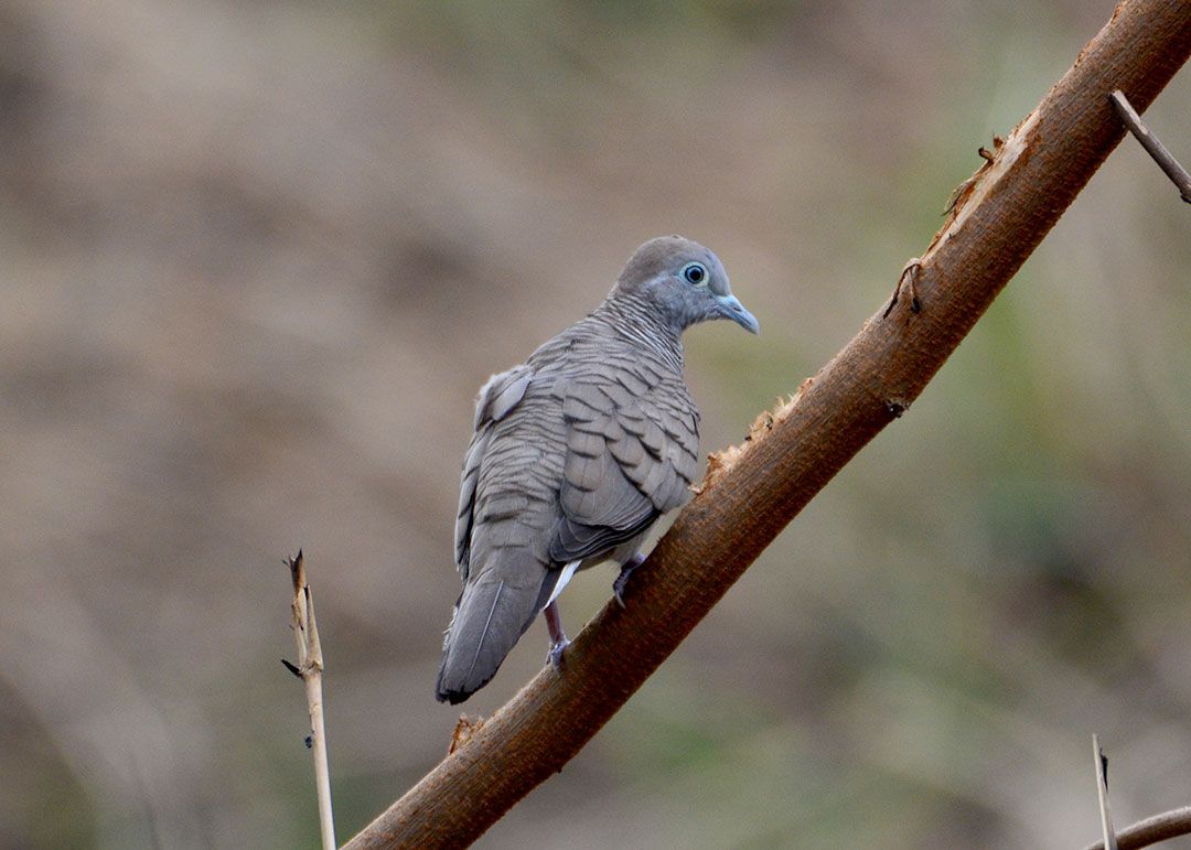 DSC_7177.jpg