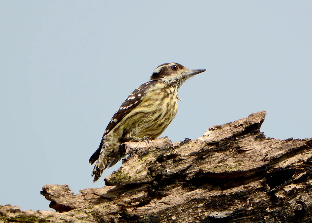 DSC_7282.jpg