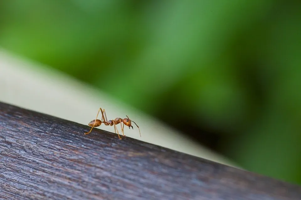 ants
